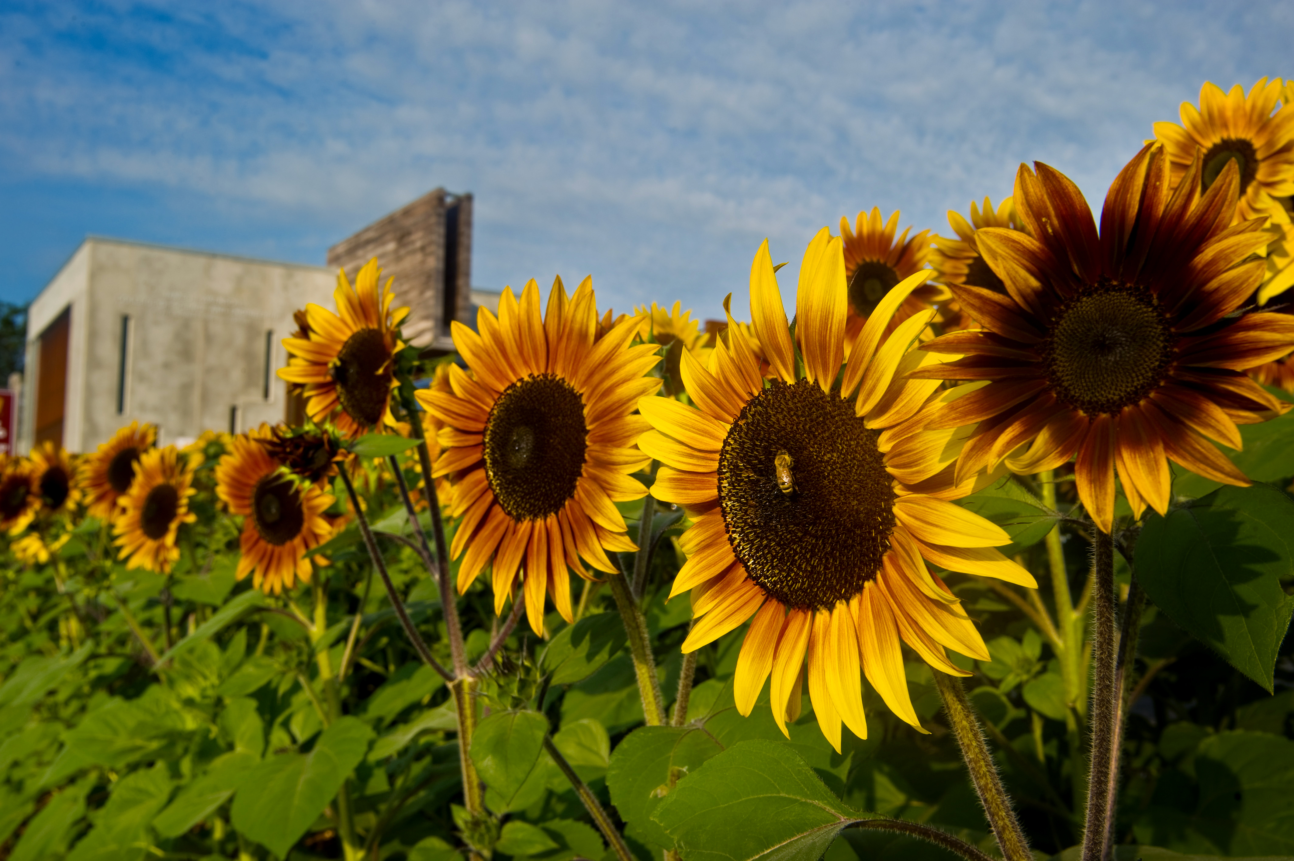 Sunflowers on the UMD campus